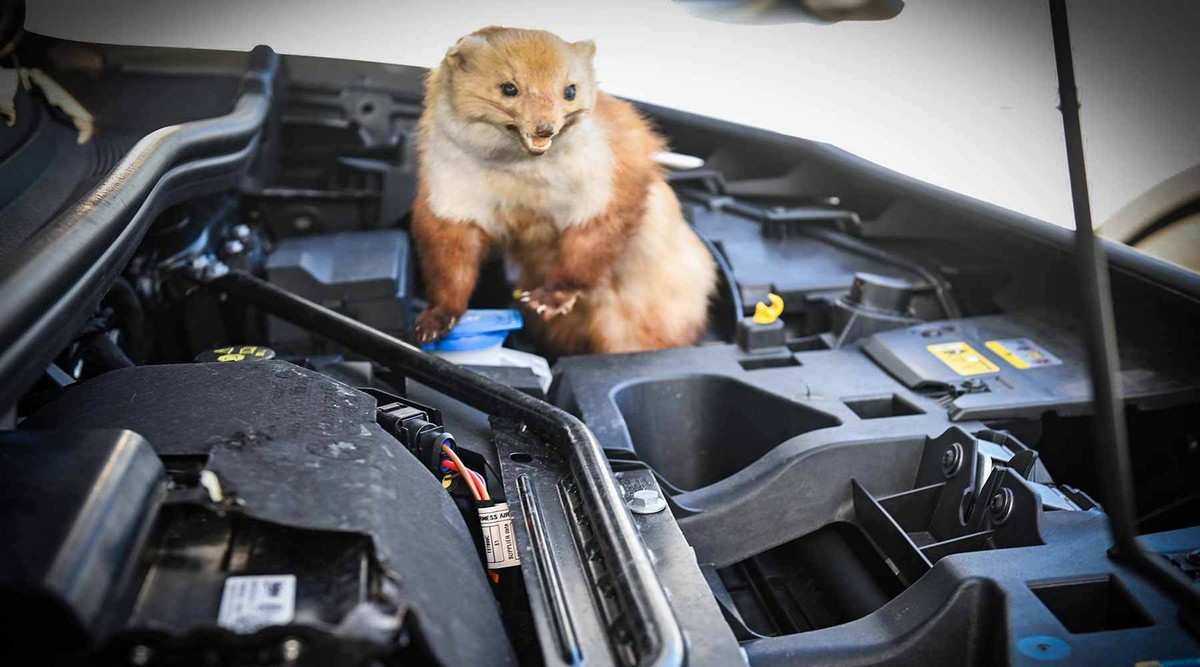 Milionske štete na automobilima zbog glodara